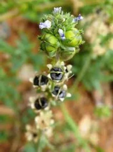 Small-Leaved Toadflax