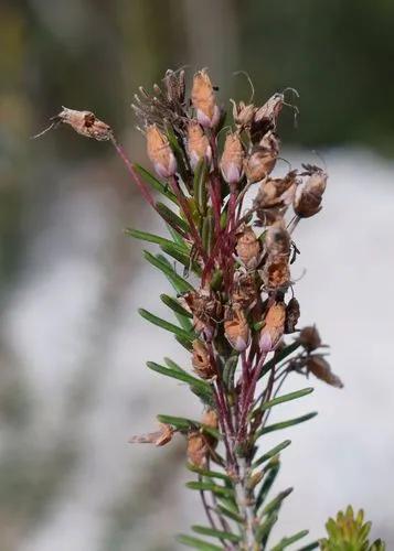 Mediterranean Heath