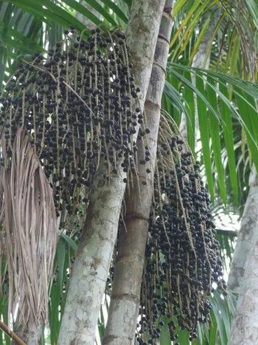 Assai Palm