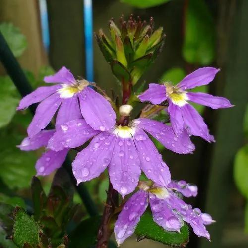 Fan Flower