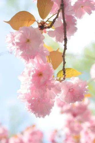 Kwanzan Cherry Blossom