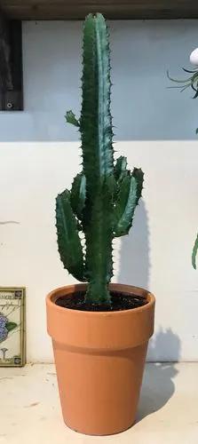 Cowboy Cactus