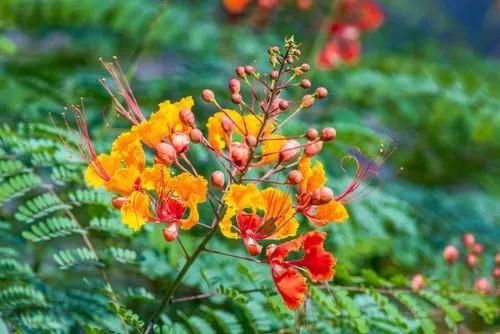 Dwarf Poinciana