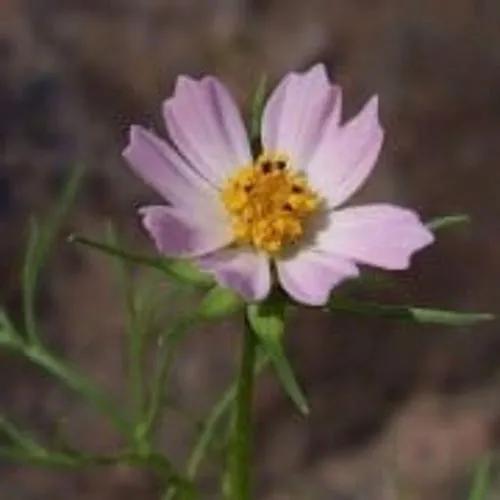 Cosmos Parviflorus