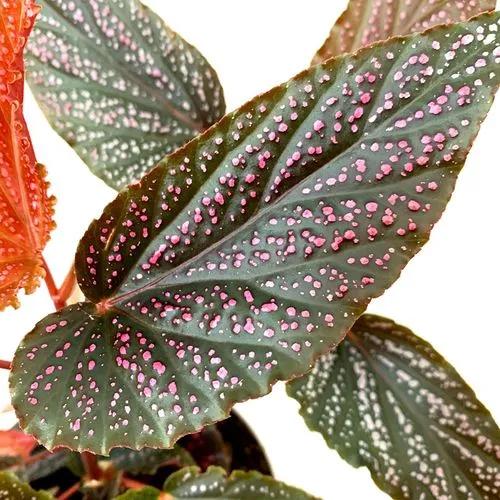 Angelwing Begonia