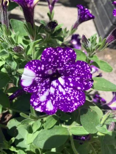 Night Sky Petunia