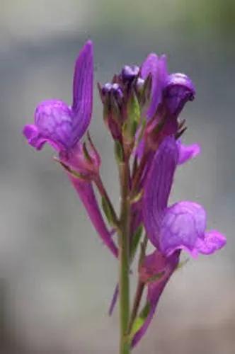 Pelisser'S Toadflax