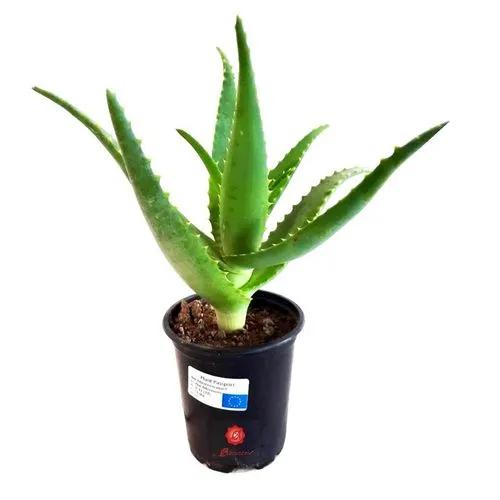 Aloe Sidewinder’