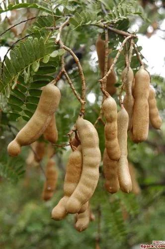 Velvet Tamarind