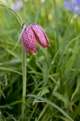 Fritillaria Involucrata