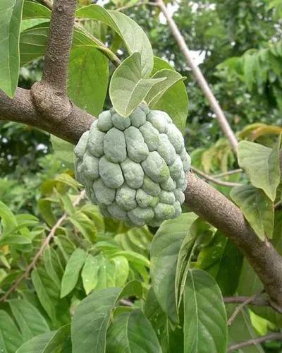 Sugar Apple