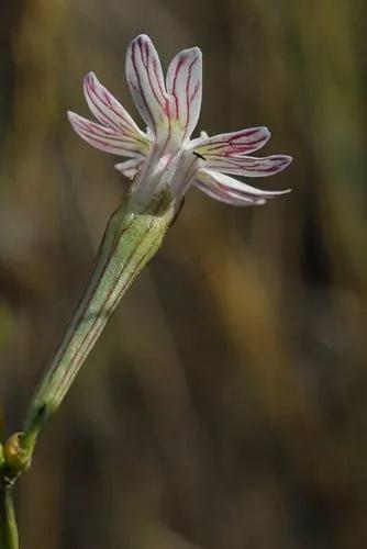 Silene portensis