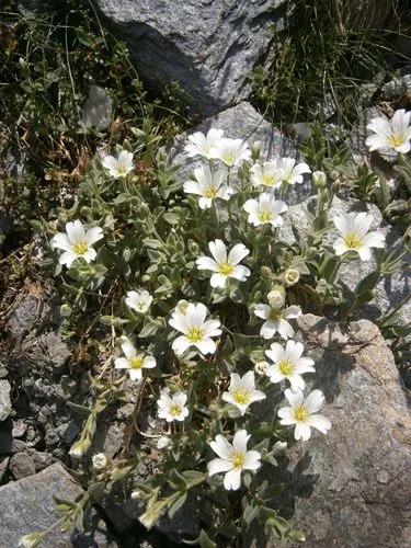 Alpine Mouse-ear