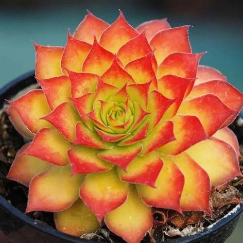 Gold Nugget Sempervivum