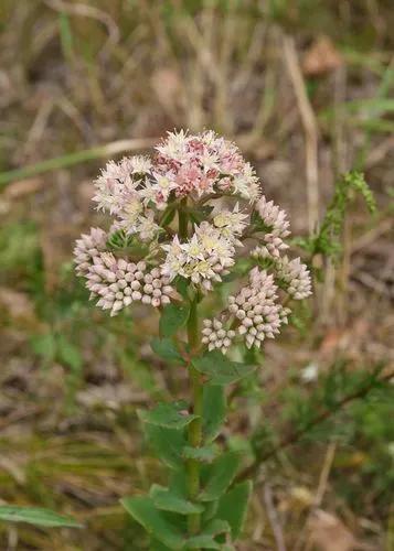 Grand Stonecrop