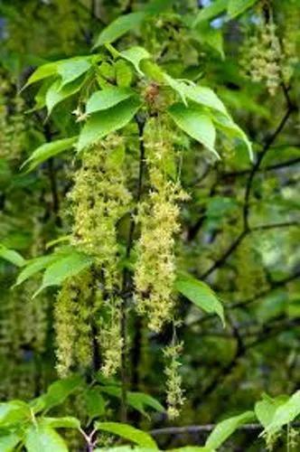 Maple Hornbeam