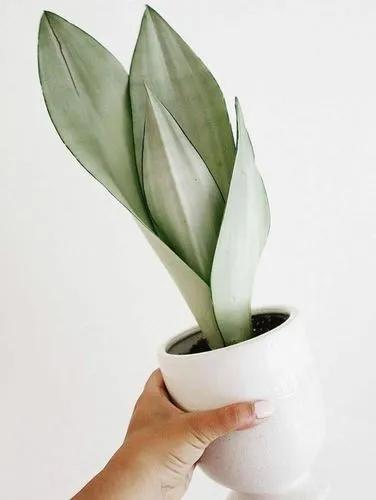 Moonshine Snake Plant