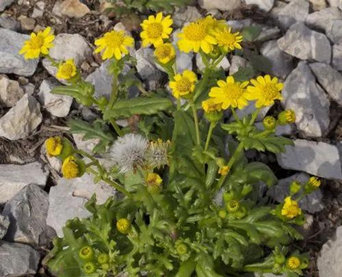 Livid Groundsel