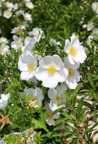 Rosa Spinosissima