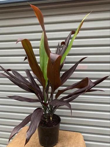 Cordyline Negra