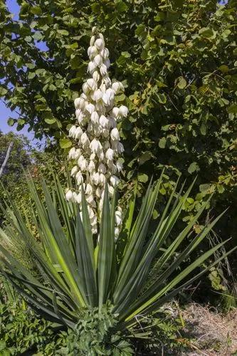 Great Plains Yucca