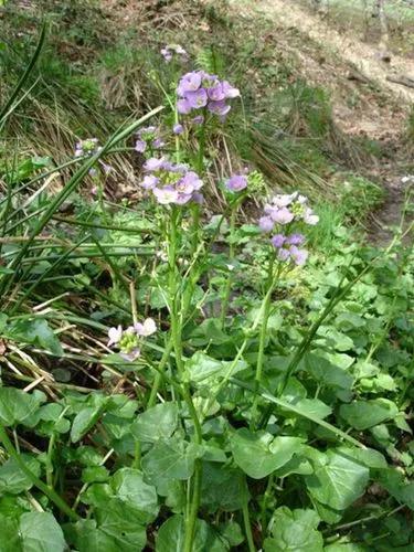 Cardamine Raphanifolia