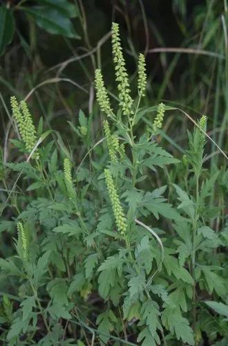 Ragweed