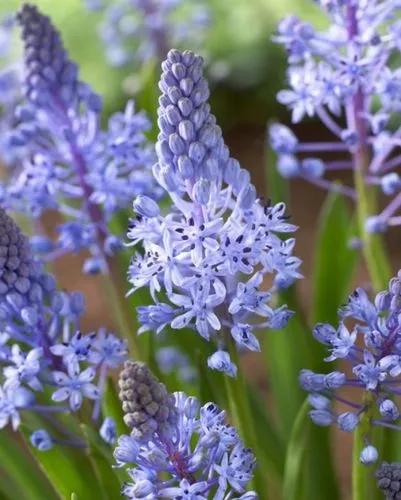 Scilla Litardierei