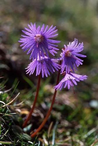 Soldanella Alpina