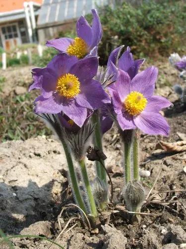 Anemone Pulsatilla