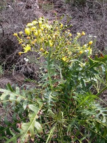Sonchus Canariensis