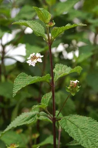 Lantana Hirta