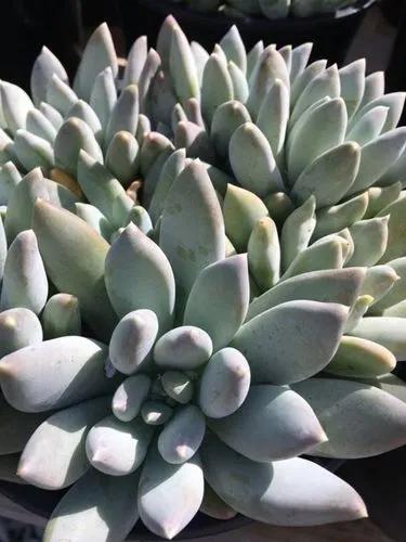 Pachyphytum "Moonsilver"