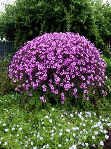 Giant Herb-robert