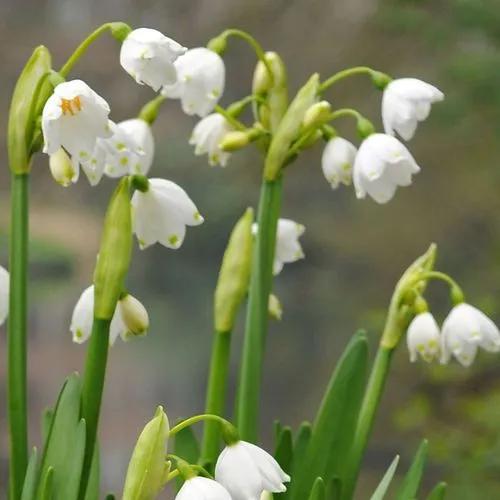 Loddon Lily