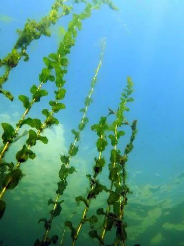 Perfoliate Pondweed