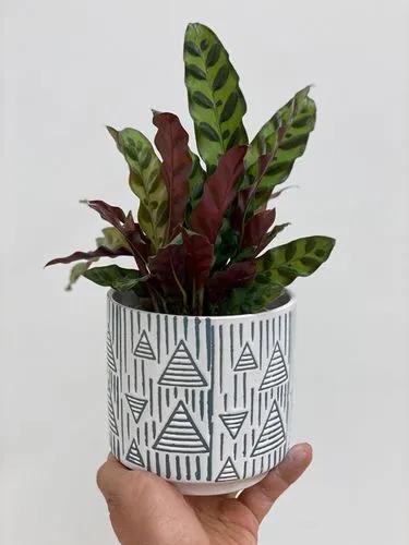 Calathea Rattlesnake