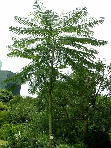 Brazilian Firetree