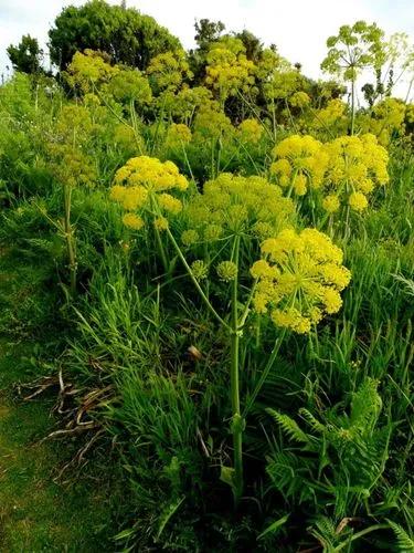 Thapsia Villosa