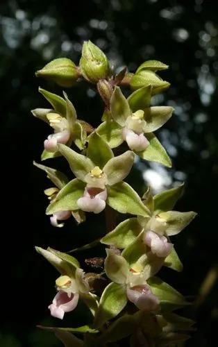 Epipactis Purpurata