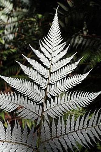 Silver Fern