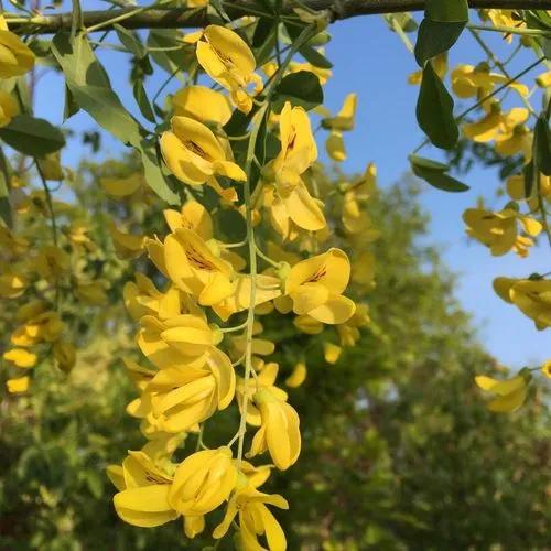 Common Laburnum