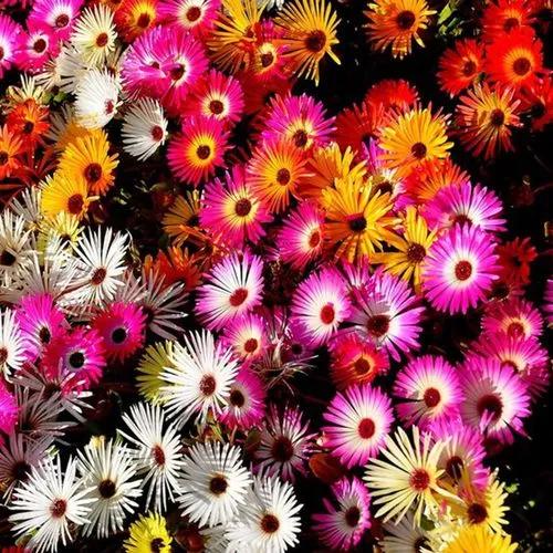 Livingstone daisy