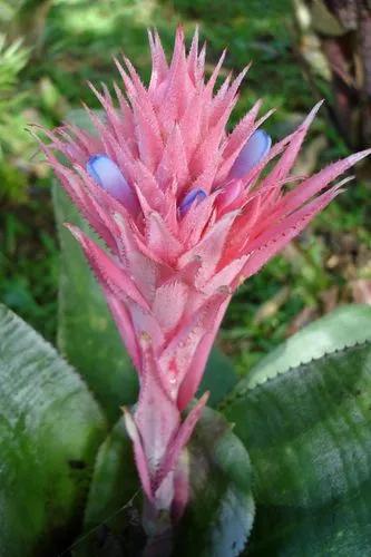 Bromelia Roseta