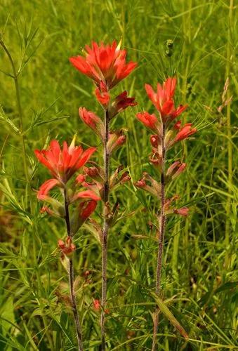 Mountain Indian Paintbrush