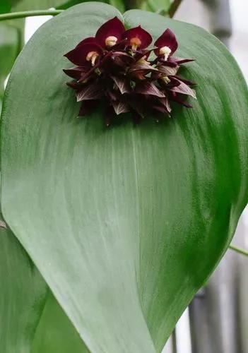 Pleurothallis teaguei