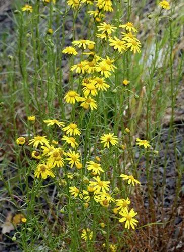 Narrow-Leaved Ragwort