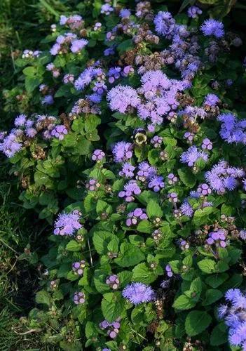 Mexican ageratum