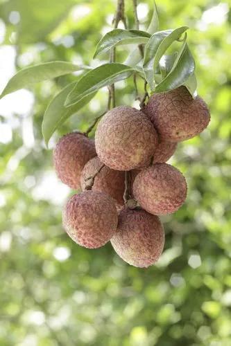 Litchi