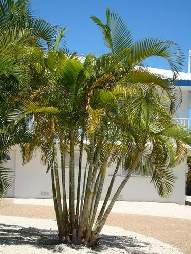 Yellow Butterfly Palm